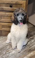 Abigail, a female Poodle - Standard  for sale in Puryear, TN – 1 of 9