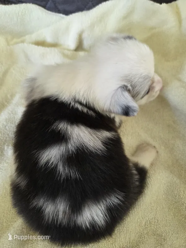 Hank – Pembroke Welsh Corgi puppy for sale in Puryear, TN