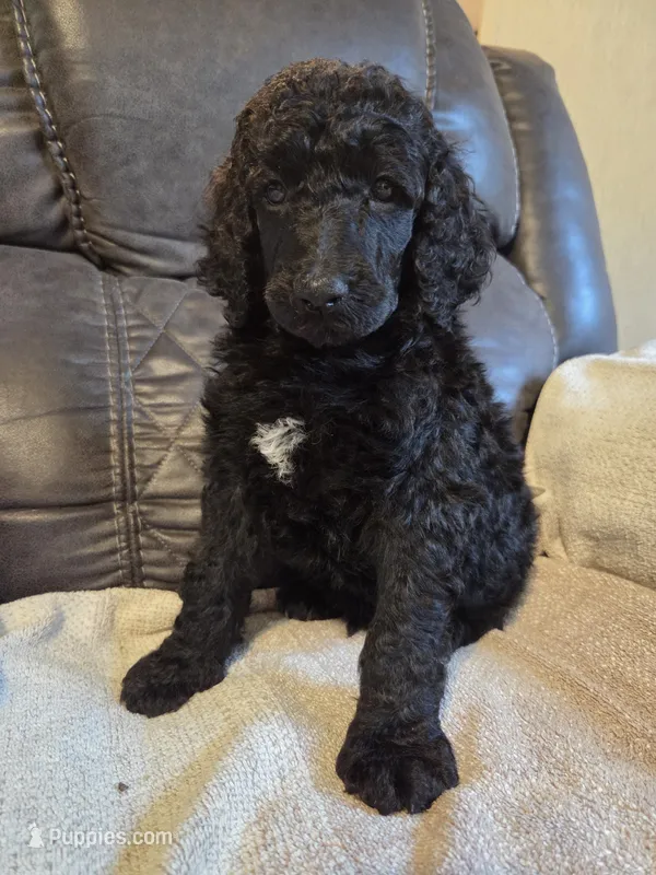 Tristan – Poodle - Standard  puppy for sale in Puryear, TN