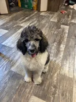 Abigail, a female Poodle - Standard  for sale in Puryear, TN – 2 of 10