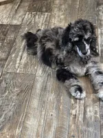 Otto, a male Poodle - Standard  for sale in Puryear, TN – 3 of 6