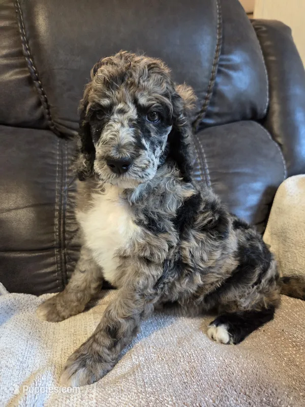 Layla deposit on – Poodle - Standard  puppy for sale in Puryear, TN