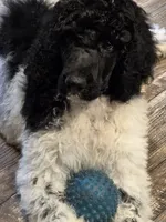 Olaf, a male Poodle - Standard  for sale in Puryear, TN – 2 of 9