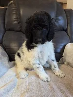 Olaf, a male Poodle - Standard  for sale in Puryear, TN – 9 of 9