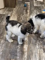 Abigail, a female Poodle - Standard  for sale in Puryear, TN – 8 of 10