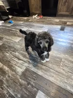 Greyson, a male Poodle - Standard  for sale in Puryear, TN – 4 of 8
