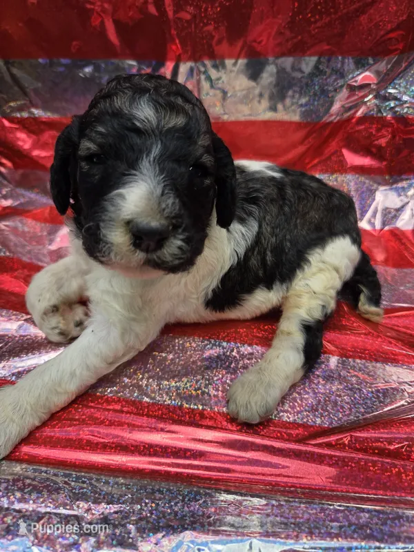 Abigail – Poodle - Standard  puppy for sale in Puryear, TN