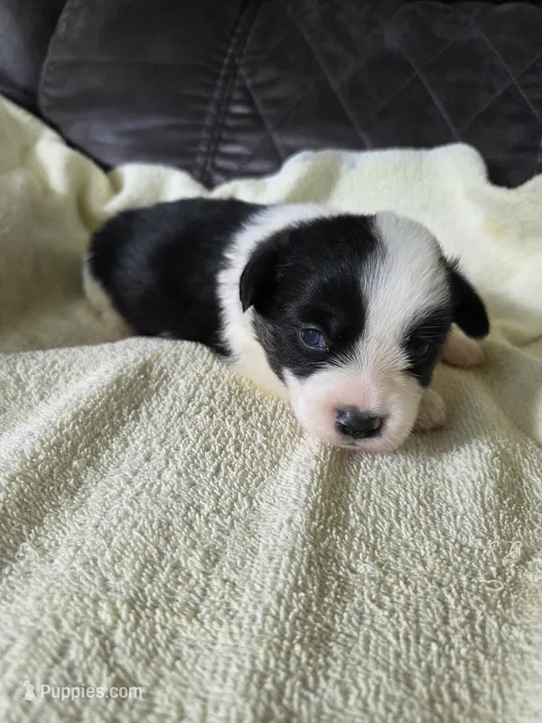 Leo – Pembroke Welsh Corgi puppy for sale in Puryear, TN