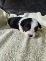 Leo, a male Pembroke Welsh Corgi for sale in Puryear, TN – 1 of 2