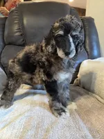 Otto, a male Poodle - Standard  for sale in Puryear, TN – 6 of 6