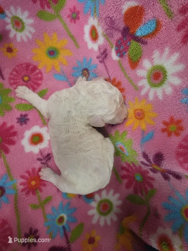 Chloe – Poodle - Standard  puppy for sale in Puryear, TN