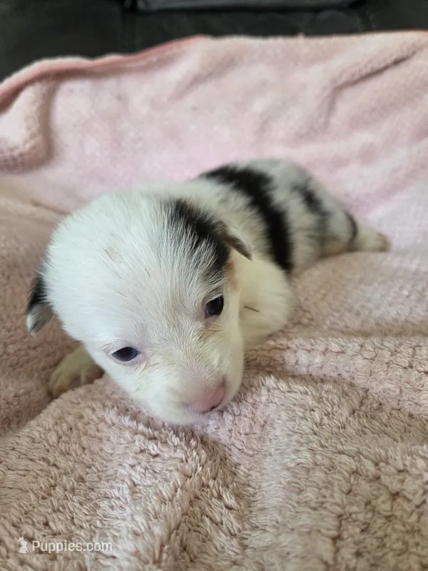 Birdie – Pembroke Welsh Corgi puppy for sale in Puryear, TN