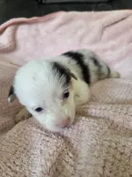 Birdie, a female Pembroke Welsh Corgi for sale in Puryear, TN – 1 of 2