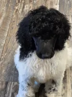 Olaf, a male Poodle - Standard  for sale in Puryear, TN – 5 of 9