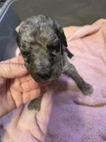 Layla, a female Poodle - Standard  for sale in Puryear, TN – 2 of 3