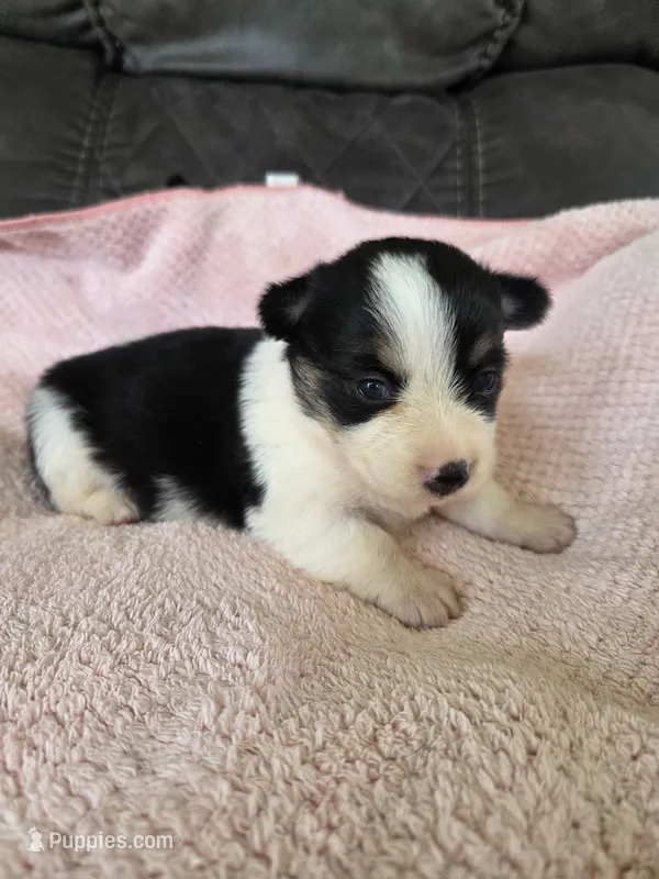 Dottie – Pembroke Welsh Corgi puppy for sale in Puryear, TN