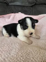 Dottie, a female Pembroke Welsh Corgi for sale in Puryear, TN – 1 of 2