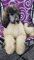 Abigail, a female Poodle - Standard  for sale in Puryear, TN – 8 of 9