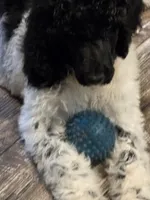Olaf, a male Poodle - Standard  for sale in Puryear, TN – 7 of 9