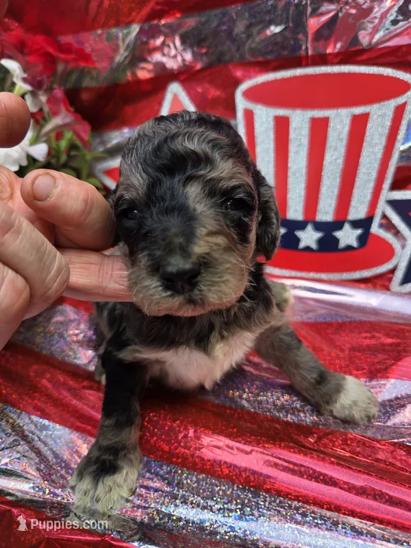 Otto – Poodle - Standard  puppy for sale in Puryear, TN