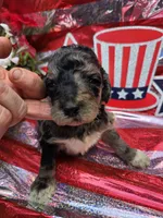 Otto, a male Poodle - Standard  for sale in Puryear, TN – 1 of 3