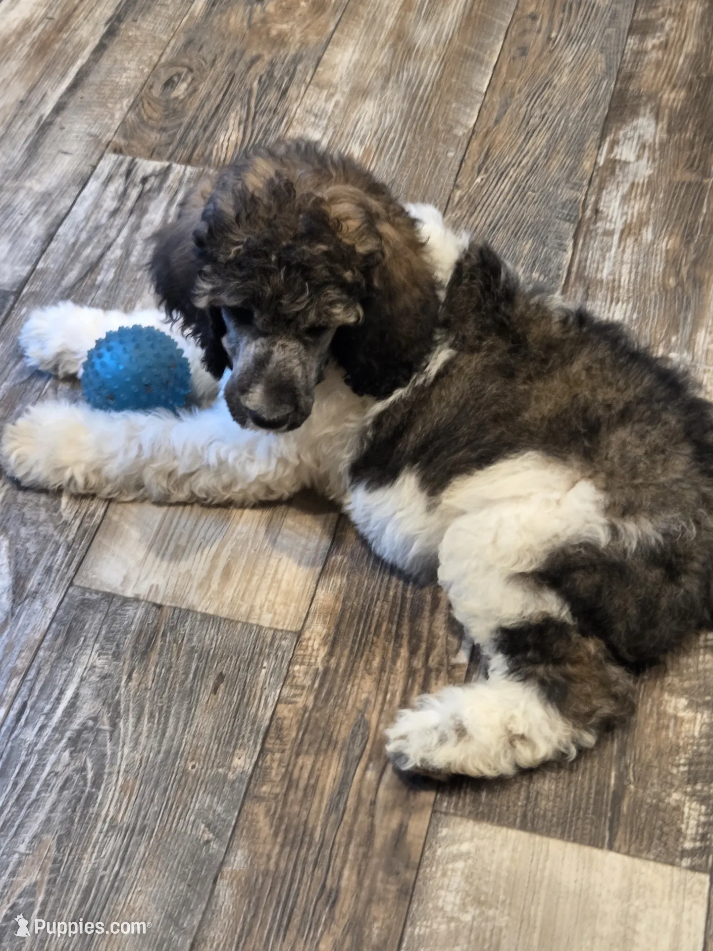 Abigail – Poodle - Standard Puppy for Sale in Puryear, TN