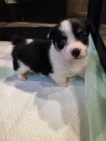 Dottie. Hold, a female Pembroke Welsh Corgi for sale in Puryear, TN – 4 of 4