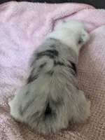 Pippy, a female Pembroke Welsh Corgi for sale in Puryear, TN – 2 of 2
