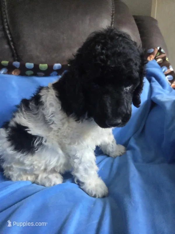 Olaf – Poodle - Standard  puppy for sale in Puryear, TN