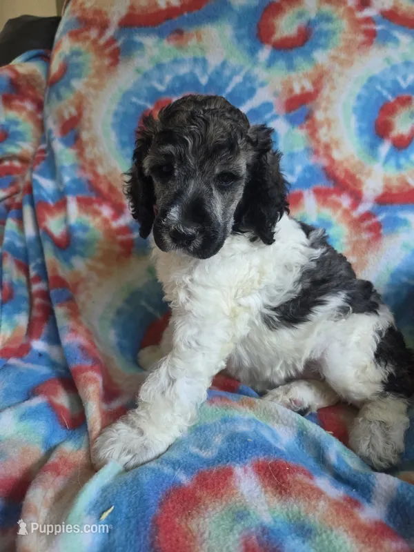 Abigail – Poodle - Standard  puppy for sale in Puryear, TN