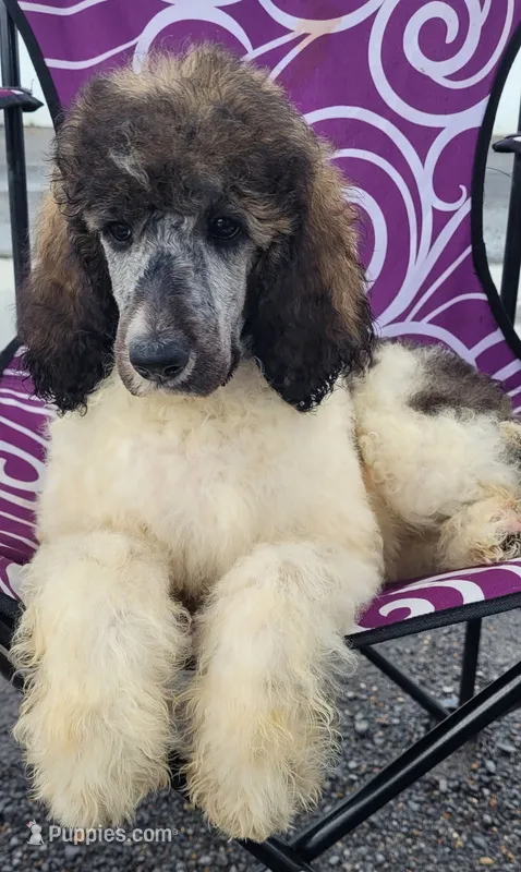 Abigail – Poodle - Standard  puppy for sale in Puryear, TN