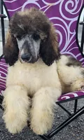 Abigail, a female Poodle - Standard  for sale in Puryear, TN – 3 of 9