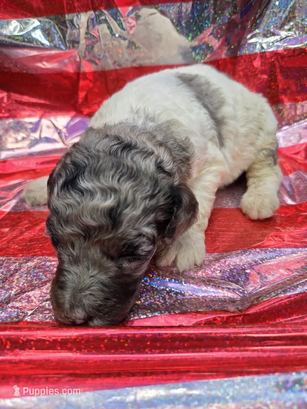 Kaylee – Poodle - Standard  puppy for sale in Puryear, TN
