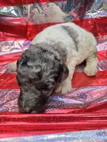 Kaylee, a female Poodle - Standard  for sale in Puryear, TN – 1 of 3
