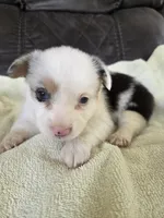 Hank, a male Pembroke Welsh Corgi for sale in Puryear, TN – 2 of 2