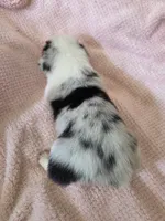 Birdie, a female Pembroke Welsh Corgi for sale in Puryear, TN – 2 of 2