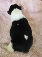 Dottie, a female Pembroke Welsh Corgi for sale in Puryear, TN – 2 of 2