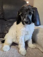 Abigail, a female Poodle - Standard  for sale in Puryear, TN – 6 of 10