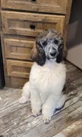 Abigail, a female Poodle - Standard  for sale in Puryear, TN – 9 of 9