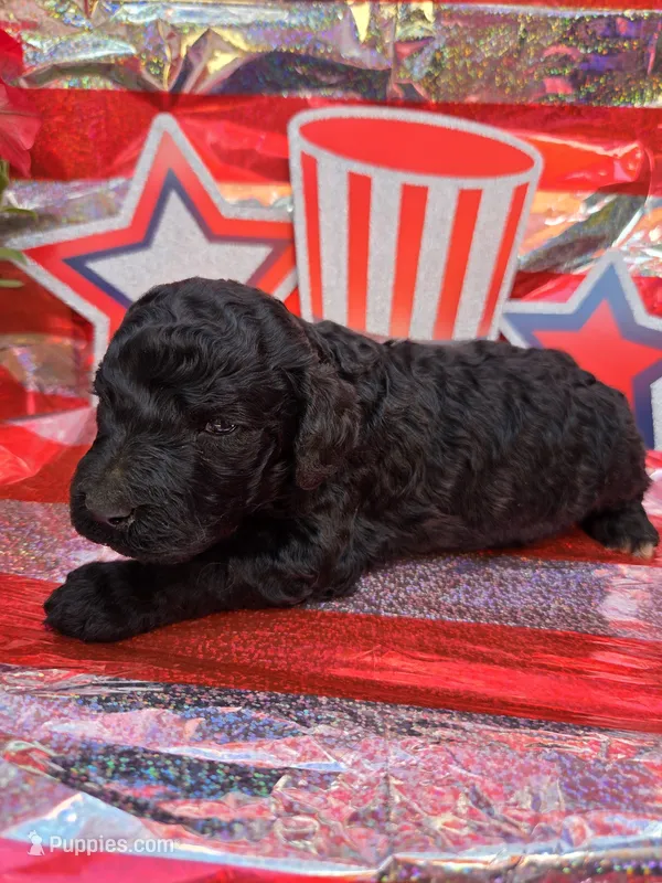 Tristan – Poodle - Standard  puppy for sale in Puryear, TN