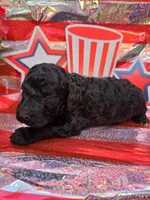Tristan, a male Poodle - Standard  for sale in Puryear, TN – 1 of 3