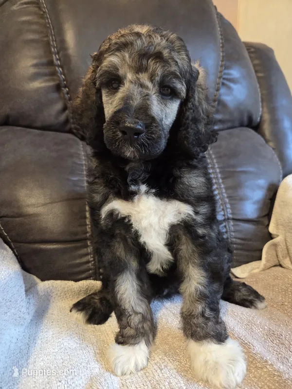 Greyson – Poodle - Standard  puppy for sale in Puryear, TN