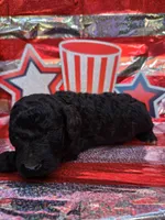 Tristan, a male Poodle - Standard  for sale in Puryear, TN – 3 of 3