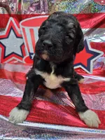 Greyson, a male Poodle - Standard  for sale in Puryear, TN – 2 of 3