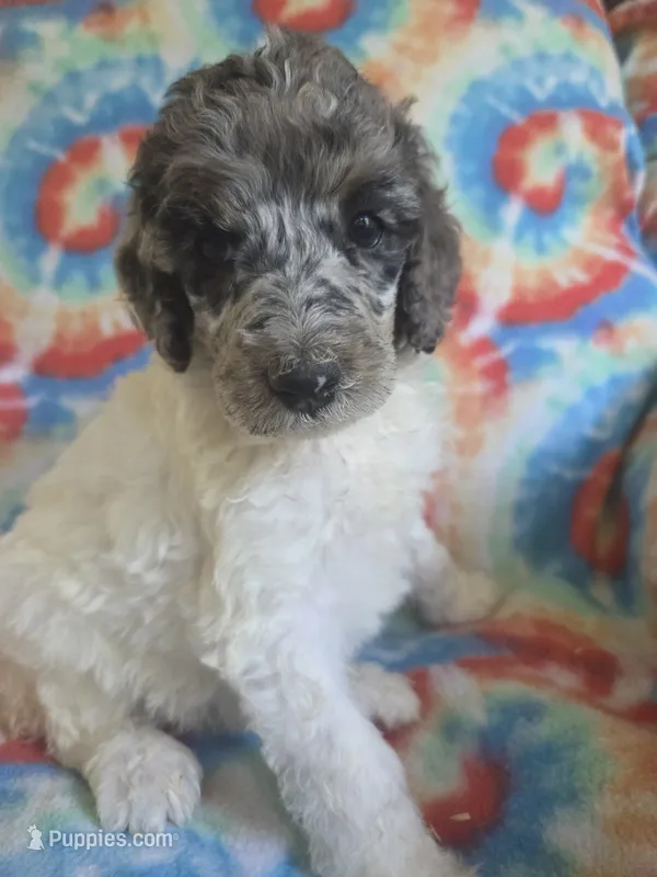 Kaylee deposit on – Poodle - Standard  puppy for sale in Puryear, TN