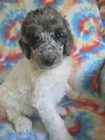 Kaylee deposit on, a female Poodle - Standard  for sale in Puryear, TN – 1 of 5