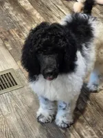 Olaf, a male Poodle - Standard  for sale in Puryear, TN – 1 of 9