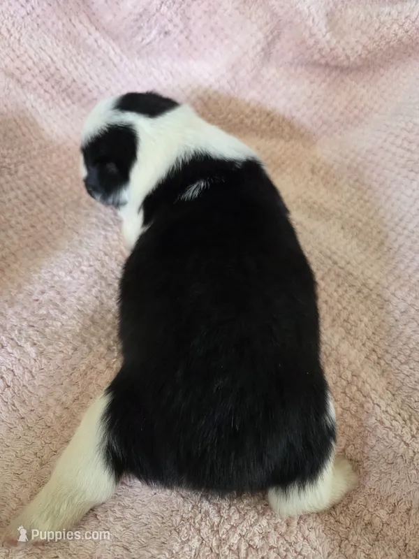 Luna – Pembroke Welsh Corgi puppy for sale in Puryear, TN