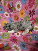 Jasmine , a female Poodle - Standard  for sale in Puryear, TN – Photo 2 of 2