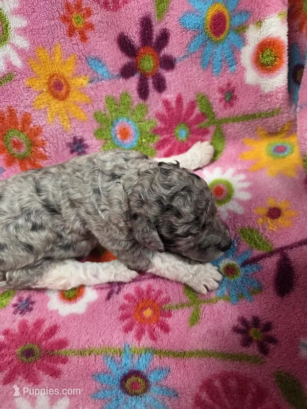 Jasmine  – Poodle - Standard  puppy for sale in Puryear, TN